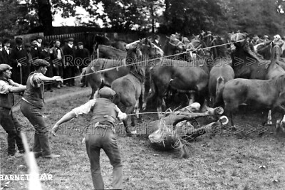 qhh-43 Pferde, Die Regierung hat sie alle genommen, Barnet Gipsy Fair. Foto