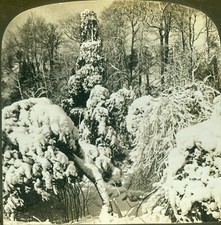Stereoview Photo Winter Fairyland Victoria Park Niagara Ontario 1901 H C White