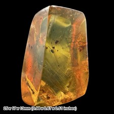 Rare Mexican Amber Fossil with Insects Miocene Chiapas Genuine Amber Inclusion