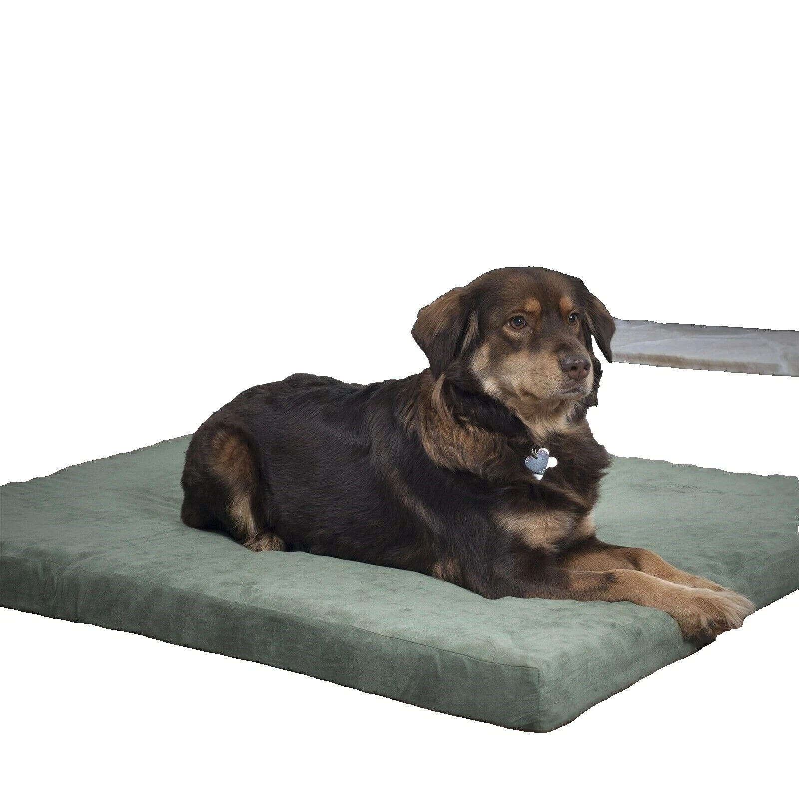 Microsuede Covered Dog Beds