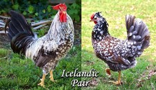 3+ (or 6+) Purebred Icelandic Import Bloodline Hatching Eggs from THIS PAIR!