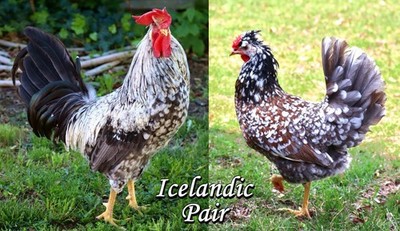 3+ (or 6+) Purebred Icelandic Import Bloodline Hatching Eggs from THIS PAIR!