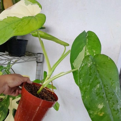 Syngonium Chiapense Variegated Mint Variegated Arrowhead Plant Exotic Tropical