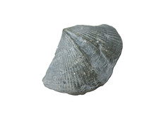Devonian Silica Shale Ohio brachiopod fossil Spinocyrtina euryeines #3