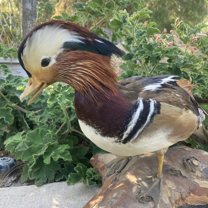 Domestic Captive Raised Wood Mandarin Duck Mount