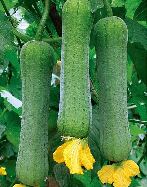 Vegetable Seed White Jade Luffa Seeds Loofah Sponge