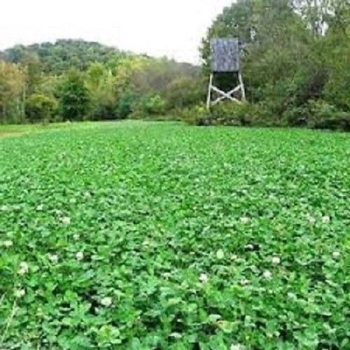 new-pinnacle-ladino-white-clover-seed-for-deer-food-plot-turkey-bees