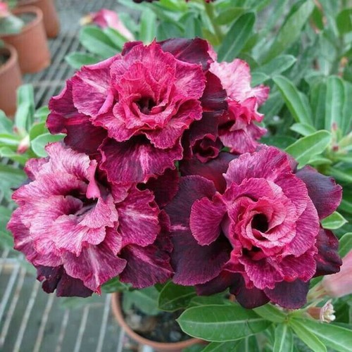 4 Magenta White Desert Rose Seeds Adenium Obesum Flower Exotic Seed Bloom 50 - Picture 6 of 12