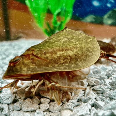 Triops Cancriformis Mallorca Starter Kit Plus by Triops King