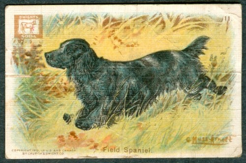 1910 FIELD SPANIEL Dog Card CHURCH & DWIGHT J14a Small  G MUSS ARNOLT Art - Afbeelding 1 van 2