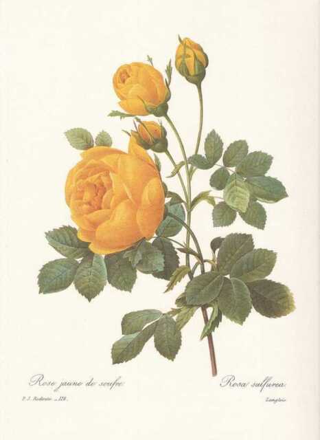 Gialla Rosa - Rosa Sulfurea Fac-Simile Pierre Joseph Redoute 1833