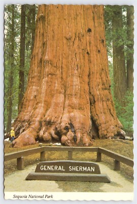 CA Sequoia National Park, General Sherman Redwood Tree, Chrome Unposted 6 x 4