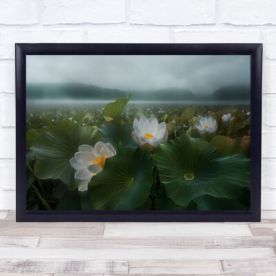 Blume Blumen Lotus See Nebel Dunst Regen regnet regnerisch Wandbild Kunstdruck