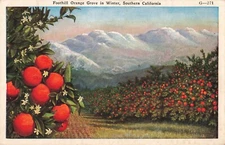 Foothill Orange Grove in Winter Southern CA California c1929 Postcard E46