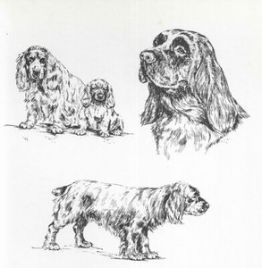 Sussex Spaniel - CUSTOM MATTED - 1963 Vintage Dog Art Print *