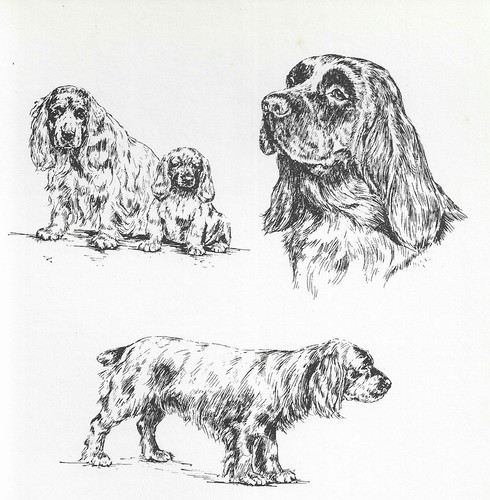 Sussex Spaniel - CUSTOM MATTED - 1963 Vintage Dog Art Print *