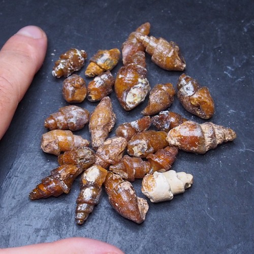100gr Gastropod Transparent Fossil Chalcedony mineral Agate Jurassic 17 - Picture 1 of 6