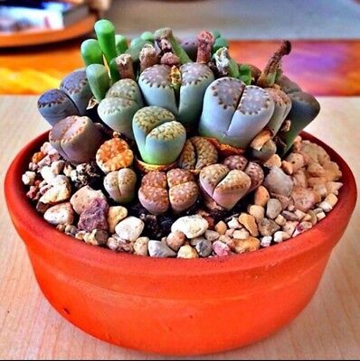100 Rare Mix Lithops Seeds Living Stones Succulent Cactus Green Bulk Seed D3X6