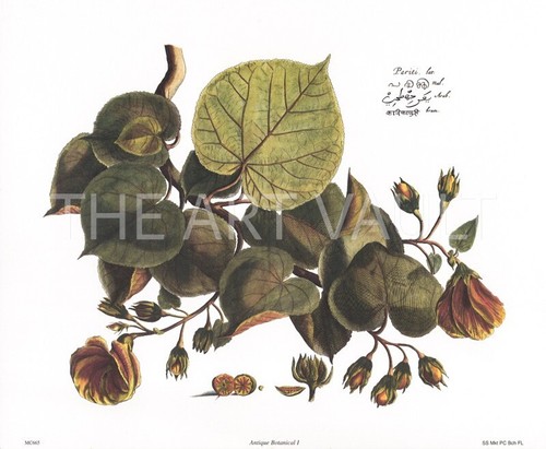 Zwei olive Art Drucke antik botanisch I und II - Bild 2 von 2