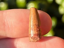 Spinosaurus Dinosaur Tooth Fossil Theropod Cretaceous Age Morocco Kem Kem