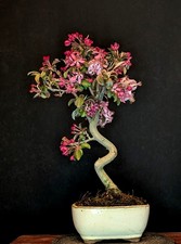 BONSAI ROTER APFELBAUM MALUS DOMESTICA BLÜTE FRÜCHTE OUTDOOR APFEL