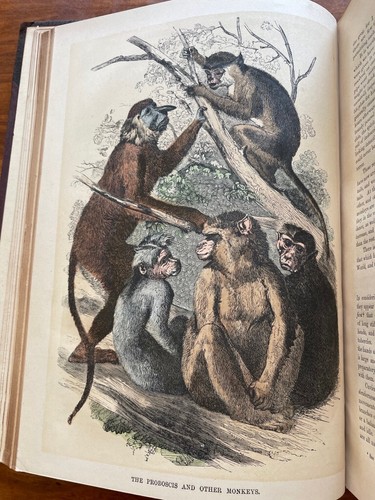 c1870 CASSELL'S POPULAR NATURAL HISTORY 4 VOLUMES LEATHER COLOURED ENGRAVINGS - Picture 7 of 24