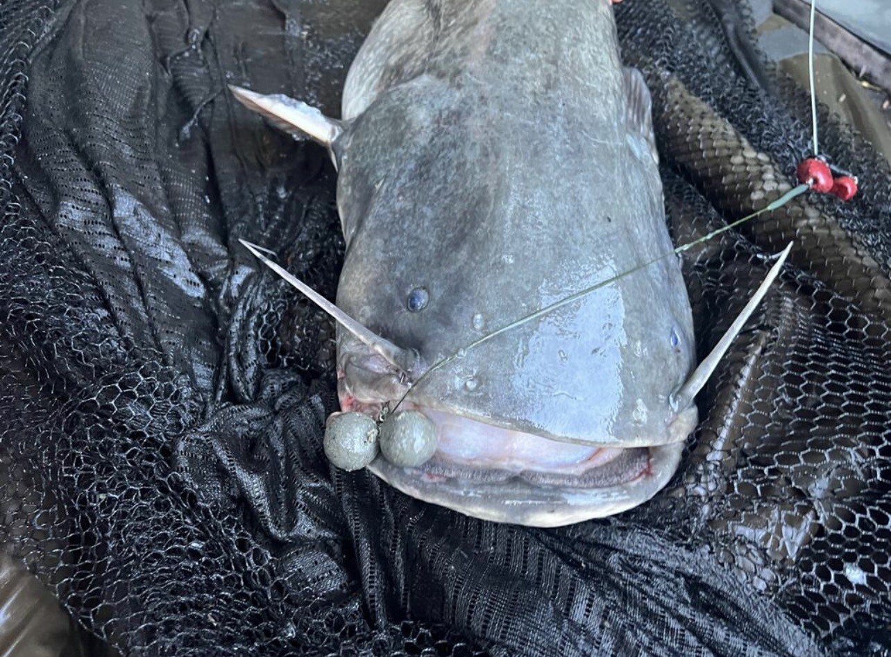 catfish And Carp Bait eBay