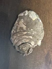 Civil War Minnie ball bullet. High Impact Battle of Atlanta Gen Sherman