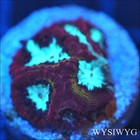 Corals of Eden ~ WYSIWYG Coral Frag ~ Electroplasm Favia Coral ~ LPS — photo 1