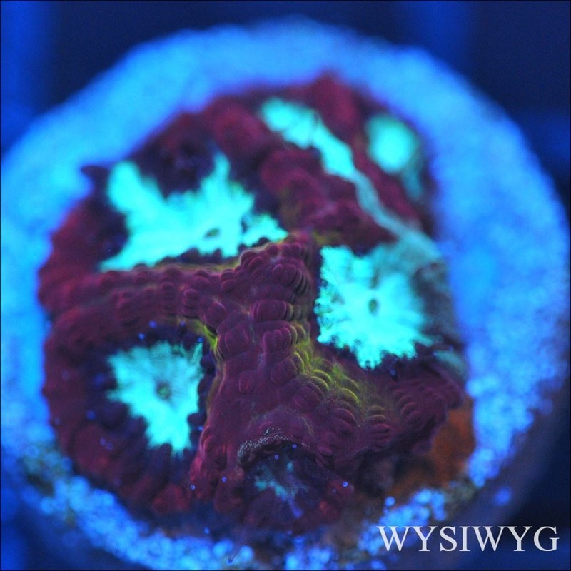 Corals of Eden ~ WYSIWYG Coral Frag ~ Electroplasm Favia Coral ~ LPS