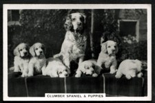 Tobacco Card, Senior Service, DOGS, DOG BREEDS, 1939, Clumber Spaniel Puppies,#8