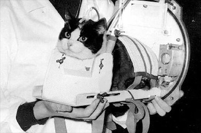 Félicette, the first cat to travel to space Being prepared. October 1963.