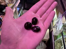 Zebra Nerite Snail Group of 3 