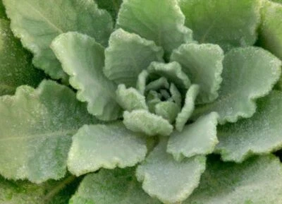 VALLEY VIEW RANCH Mullein Dry Leaf/ Mullein Tincture/Extract /Seeds/ NON GMO/ Organic, grown in MN