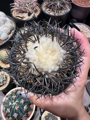 7cm Rare Live House Plant Copiapoa griseoviolacea WYSIWYG Boutique Self Rooted