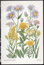 1928 Clements Rocky Mountain Flowers Vintage Botanical Print Purple Aster, Daisy