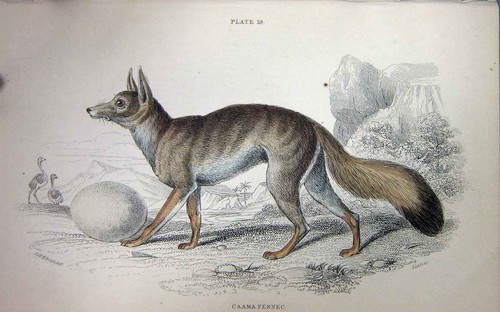 Original Old Antique Print Jardine C1839 Caama Fennec Animal Colour Plate 19th