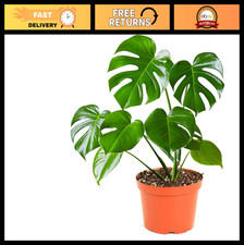 Live Monstera Deliciosa Swiss Cheese Plant - Easy Care Indoor