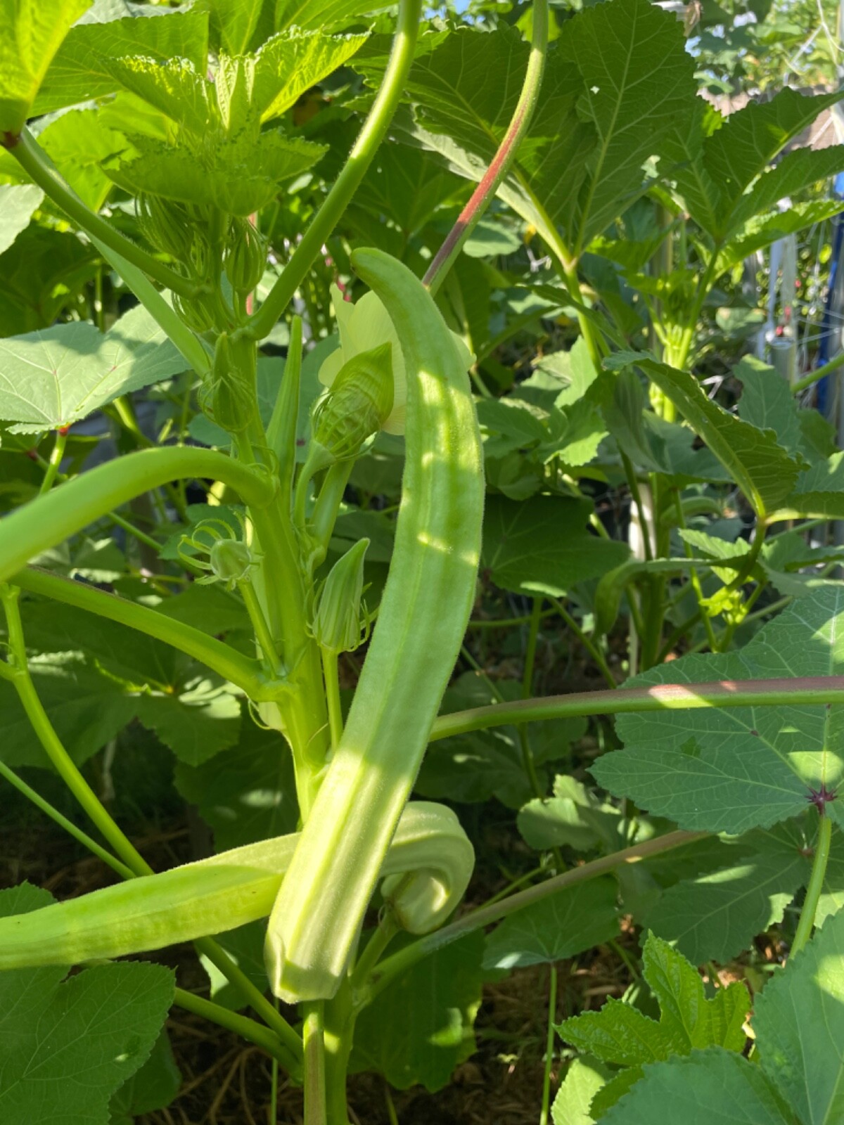 30 Louisiana 16 Inch Longhorn Okra Seeds Longest Most Robust Pods Heirloom OUTFIT.lk