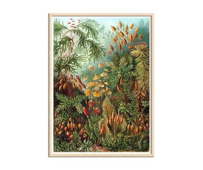 Muscinae by Ernst Haeckel, Insect Art, Flies, Muscidae, Science Art Print