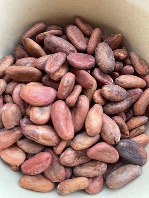 Raw Whole Cacao Beans Sun Dried Unroasted Mexican Craft 1/2lb