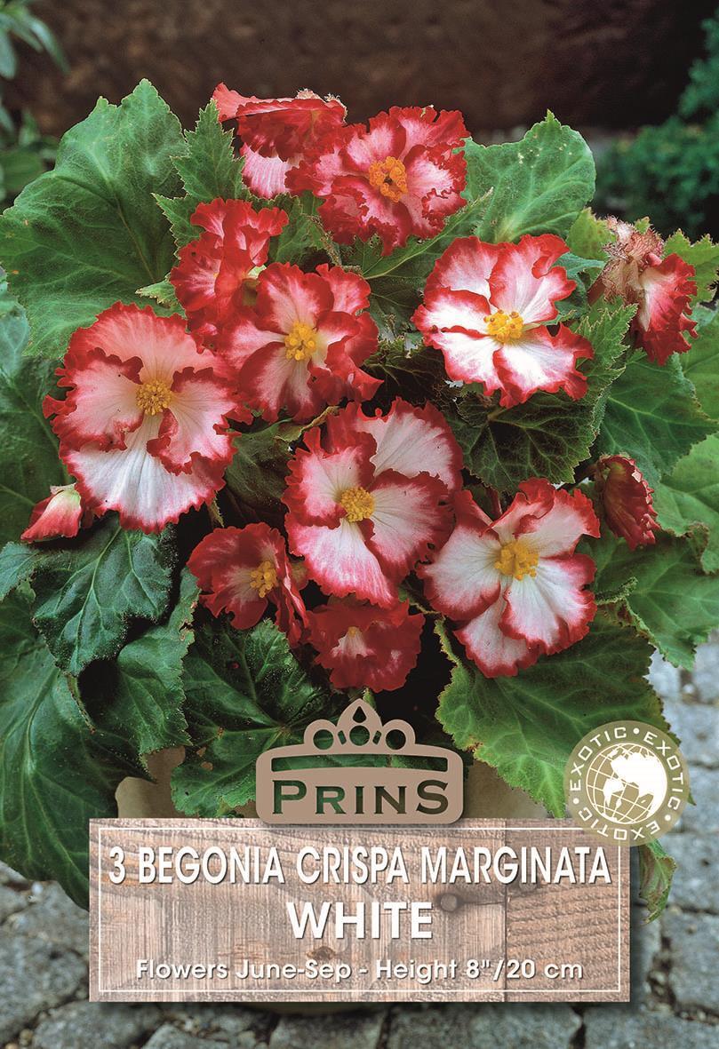 Begonia Special 'Crispa Marginata White' WPC Prins Quality Bulbs/Tubers  Pack x3 | eBay UK