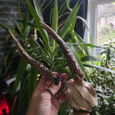  Real Deer Skull antlers Cap Taxidermy tattoo Gothic home Decore bone