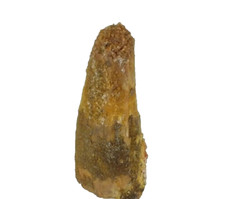 Dinosaur Tooth Spinosaurus Spinosaur Morocco (EA9368) fossil cretaceous jurassic