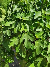 Fig Leaves 1 pack of 5 fresh leaves. 