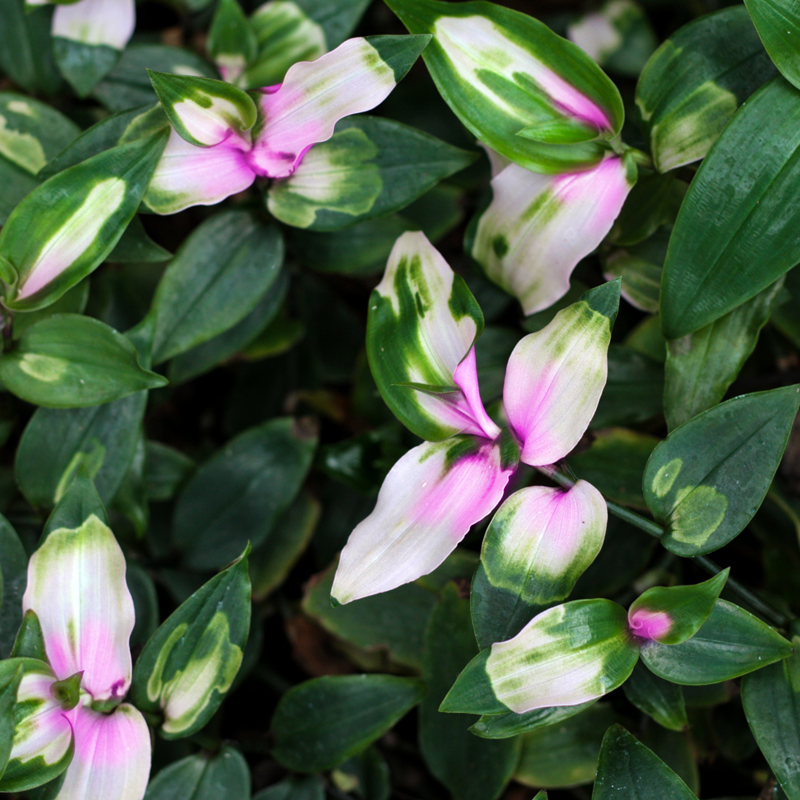 Tradescantia x2 Cuttings Tortoise Food UK