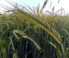 Rymin Rye Grain Seed