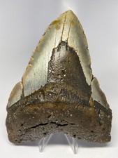 Megalodon Shark Tooth 6.00 inch - Monster - Real Fossil - Natural - Rare 5129