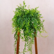 Aeschynanthus Japhrolepis Lipstick Plant - Indoor Flowering Houseplant in Pot