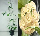 Hoya danumensis ssp. Amarii, 15 Inches Large Plant, RARE